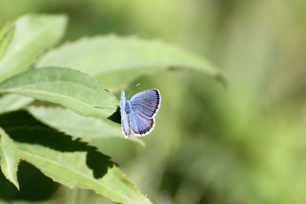 Polyommatus....??